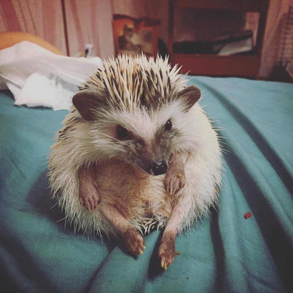 Африканский карликовый ёжик