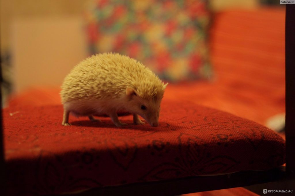 Африканский карликовый ёжик