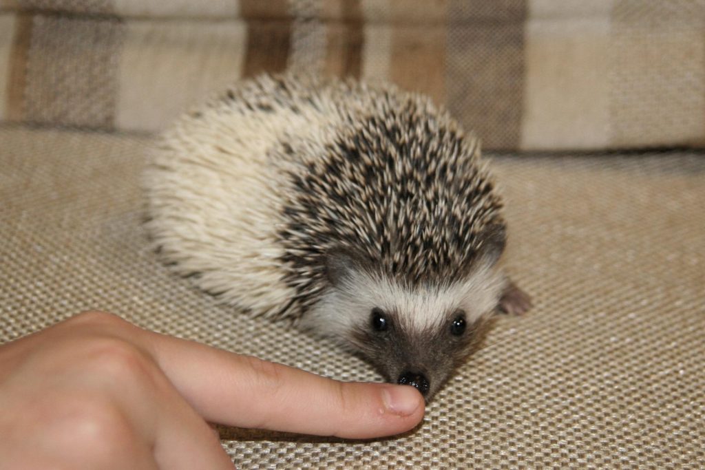 Африканский карликовый ёжик
