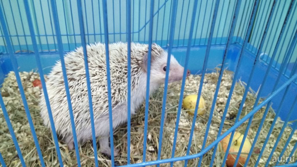 Африканский карликовый ёжик в клетке