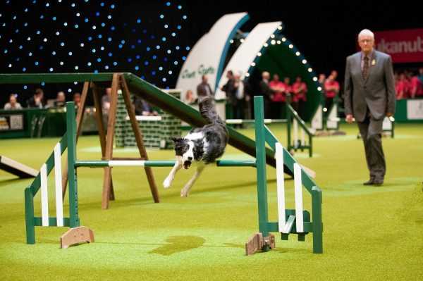 Аджилити для собак: что это такое, соревнования, породы