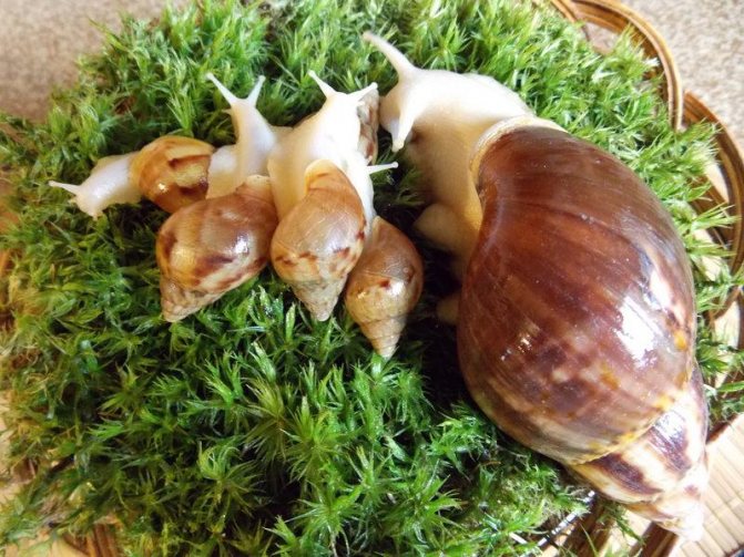 Сколько живут улитки ахатины в домашних условиях?