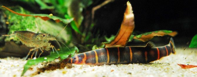 акантофтальмус фото