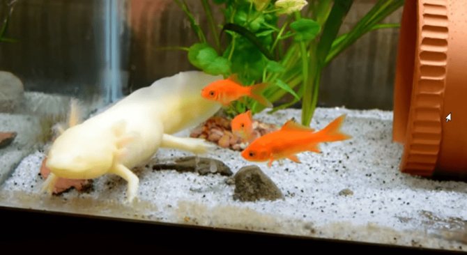 Аксолотль и амбистома: различия и как превращается во взрослую особь