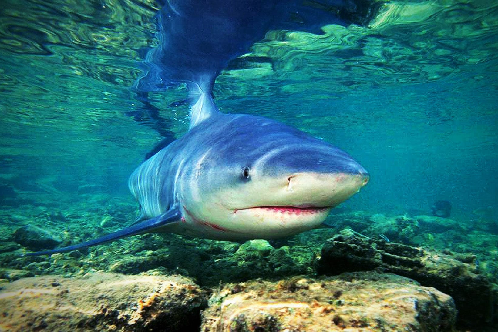 Бычья акула