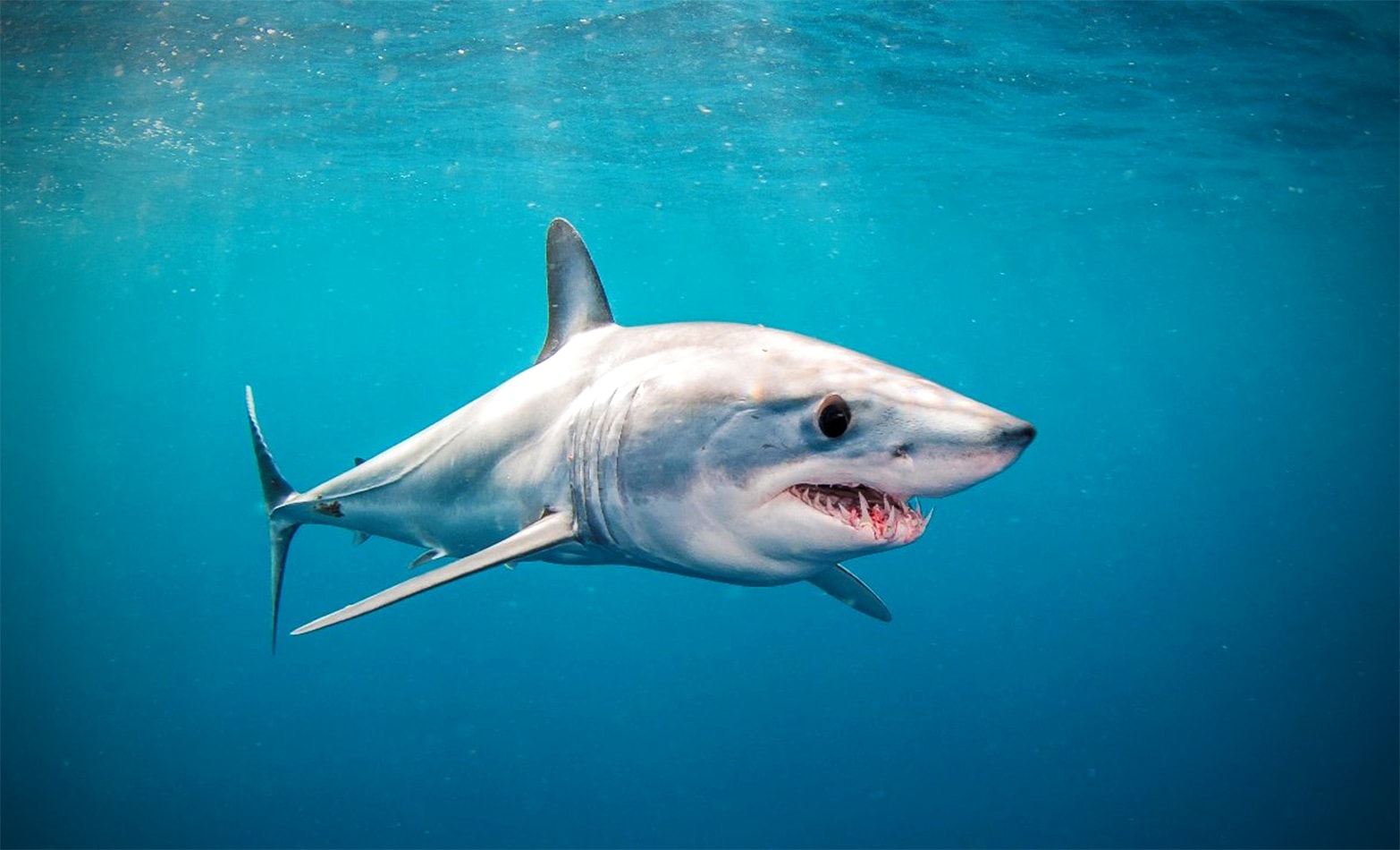 Акула-мако