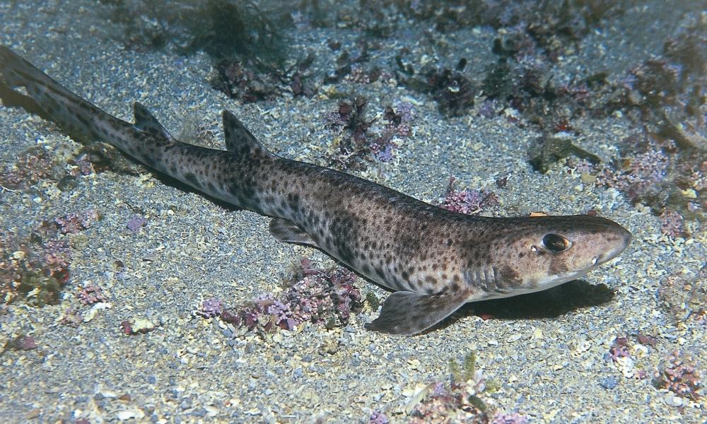 Кошачья акула Черное море