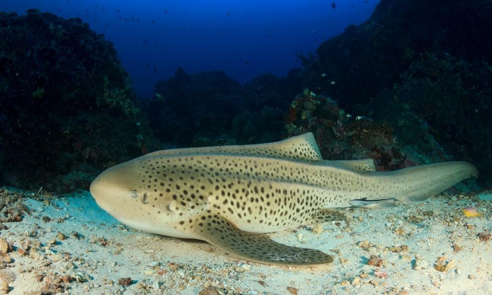 Зебровая акула Красное море