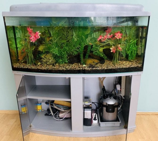 Полиптерус сенегальский: содержание, совместимость