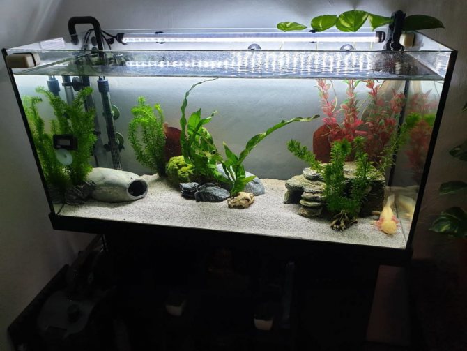 Аксолотль и амбистома: различия и как превращается во взрослую особь