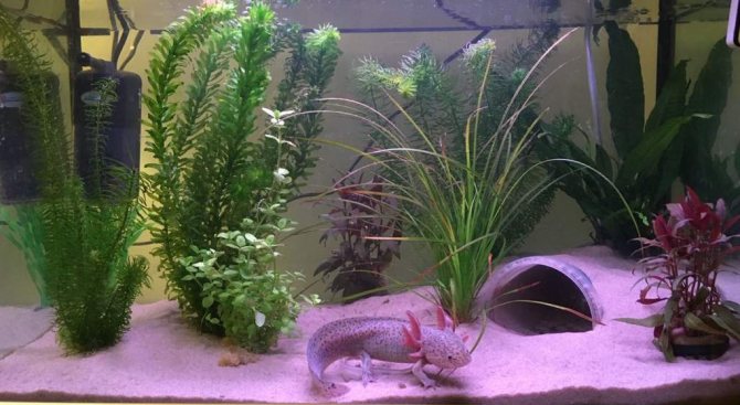 Аксолотль и амбистома: различия и как превращается во взрослую особь