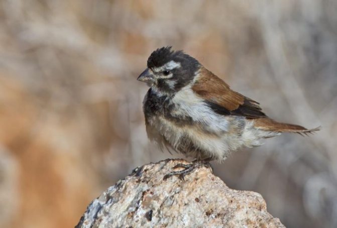 Аларио фото