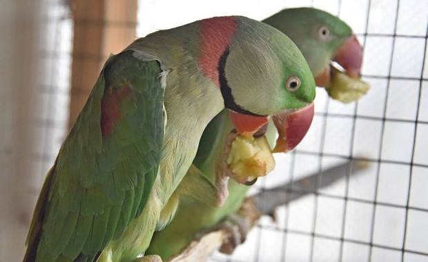 Александрийский попугай: описание, виды, содержание и уход