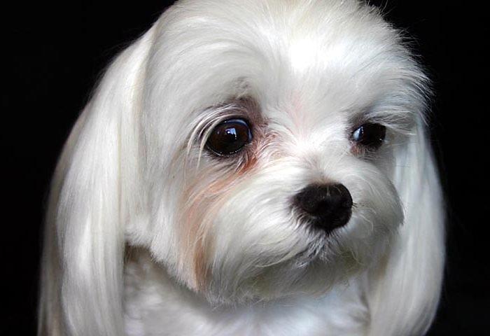 аллергический конъюнктивит