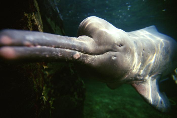 амазонский дельфин фото