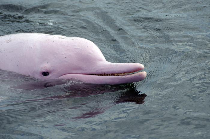 амазонский речной дельфин