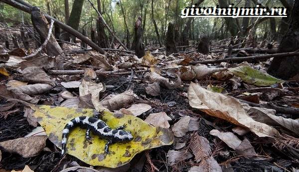 Аксолотль и амбистома: различия и как превращается во взрослую особь