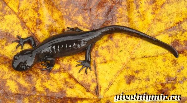 Аксолотль и амбистома: различия и как превращается во взрослую особь