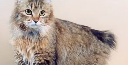 Почему кошки не переносят водные процедуры