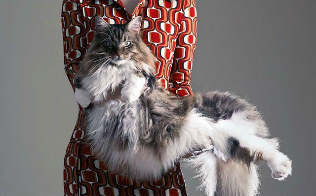 Содержание мейн-кунов – советы и рекомендации