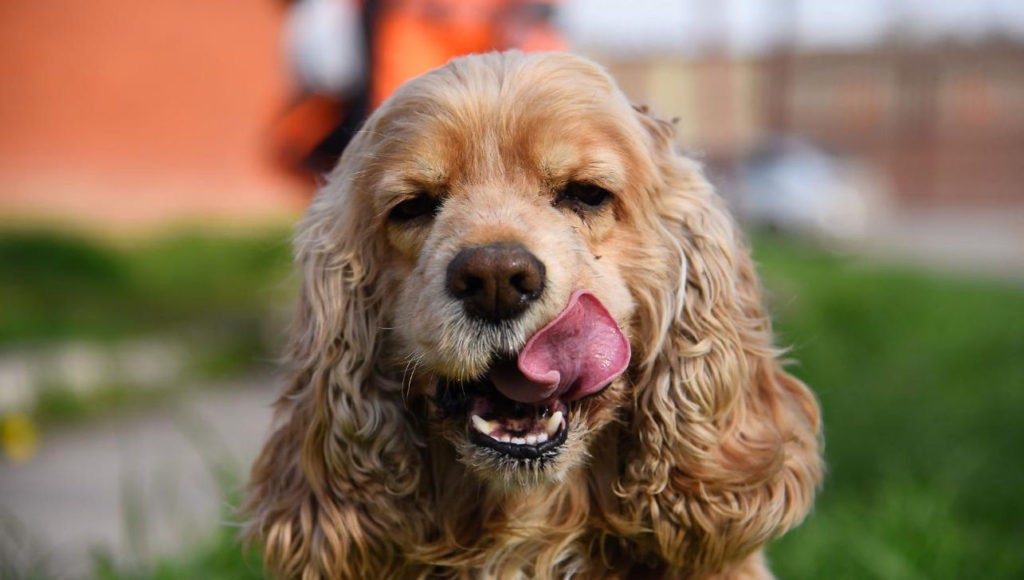 Американский кокер-спаниель