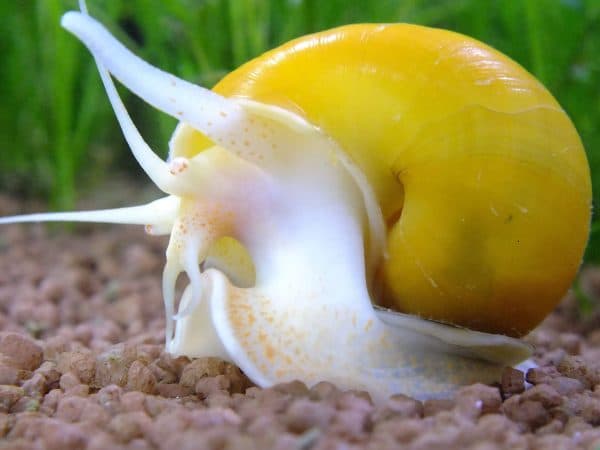 Ампулярия читайте статью