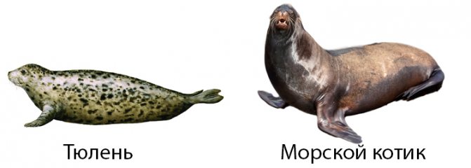 Морской котик и тюлень: разница и в чем отличия