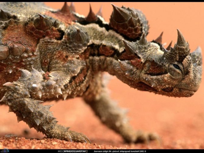 Ящерица молох – загадка австралийских пустынь