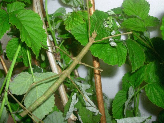 Палочник: содержание насекомого в домашних условиях