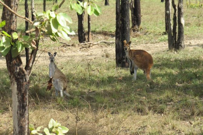 антилопа кенгуру