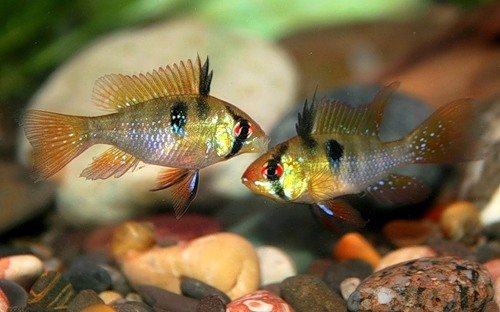 Апистограмма рамирези. Самец и самка