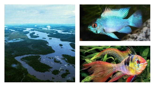 апистограмма рамирези