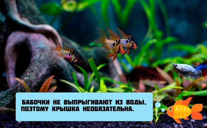 апистограмма в аквариуме