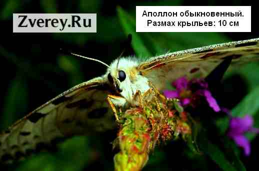 Аполлон и цветок