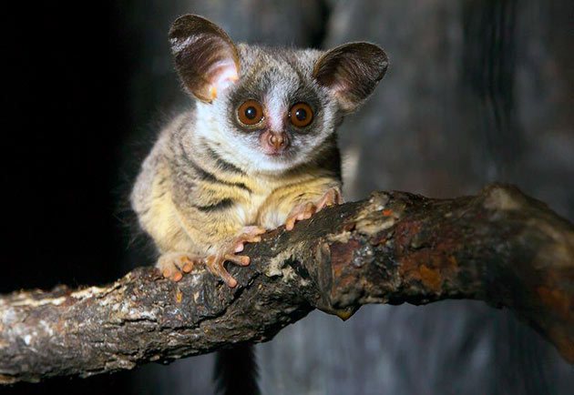 Ареал карликовых лемуров обуславливается их видом и достаточно обширен в целом