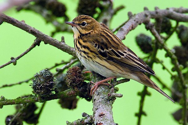 Летний ареал представлен небольшими лиственными или хвойными лесами
