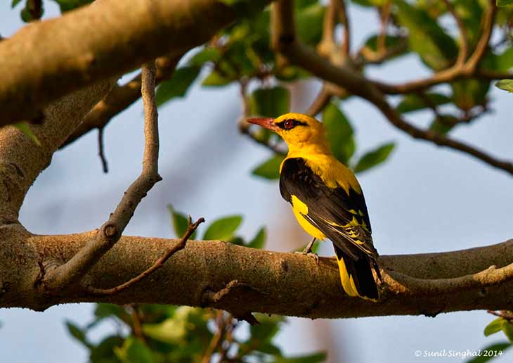 Ареал, места обитания
