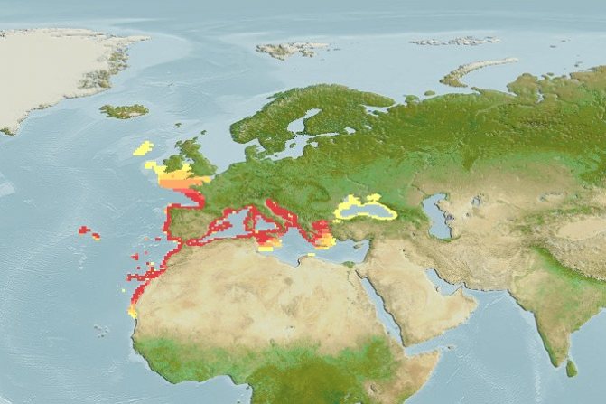 ареал распространения европейского звездочета