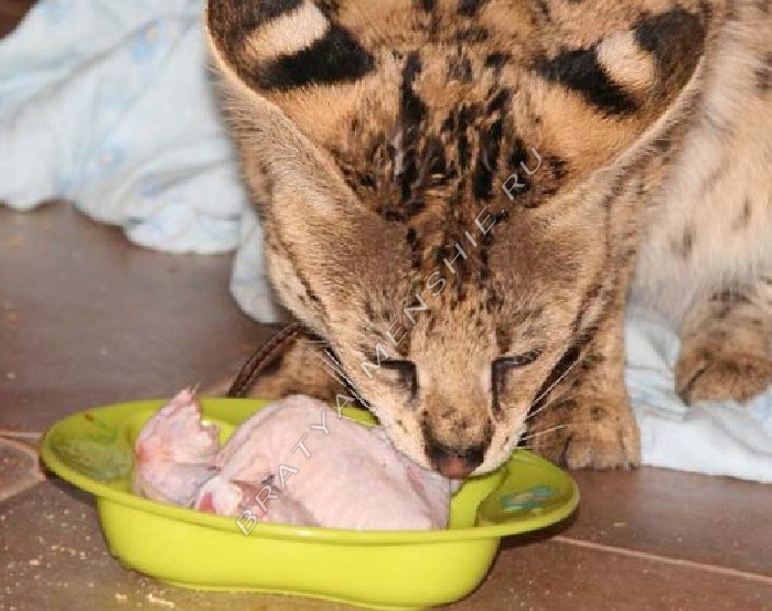 Кошка Ашера: описание породы, окрасы и характер, уход