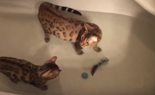 Почему кошки не переносят водные процедуры