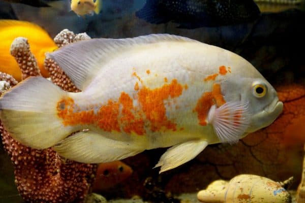 Астронотус альбинос