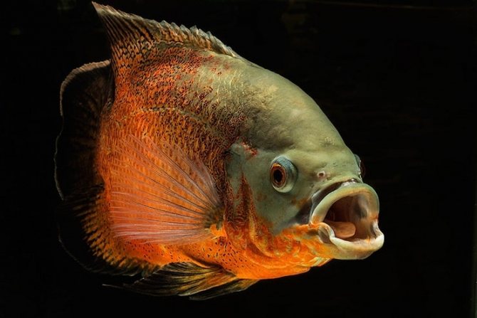 астронотус глазчатый