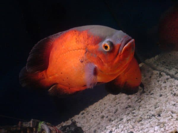 Астронотус красный