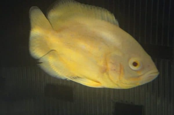 Астронотус лютино