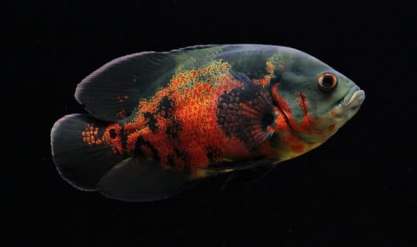 Астронотус тигровый