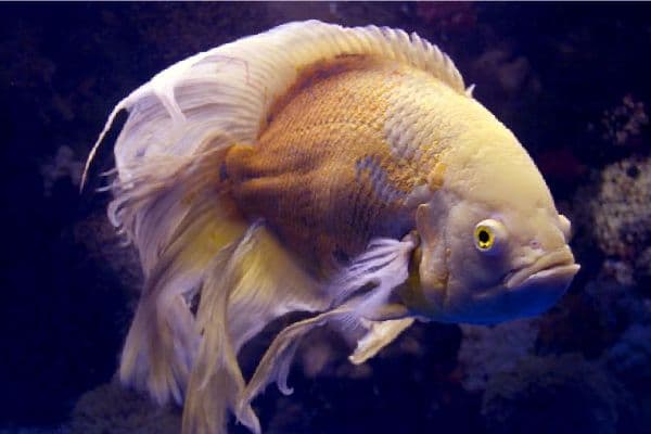 Астронотус вуалевый оскар