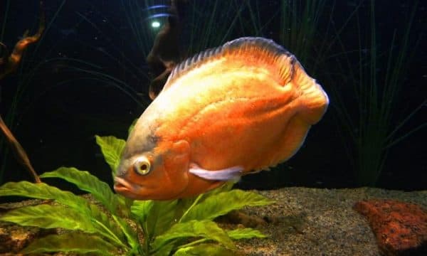 Астронотус золотой оскар