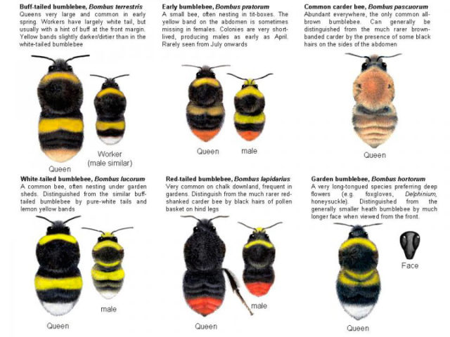 Почему насекомые окрашены по разному