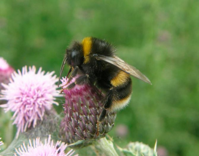 Почему насекомые окрашены по разному