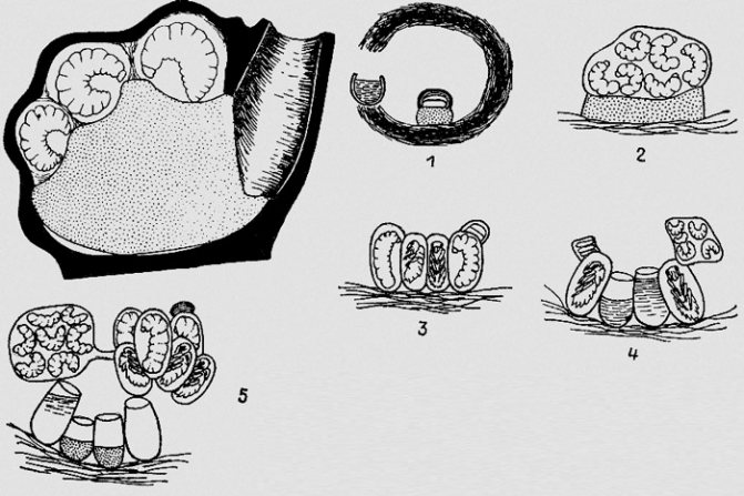 Почему насекомые окрашены по разному